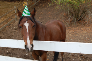 Photo of Pony with Party Hat