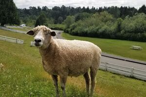 Image of Shaun the Sheep in a pasture at Kelsey Creek