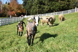 Image of Goats and Sheep in a Pasture