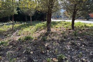 Photo shows new landscaping planted with trees in the background.