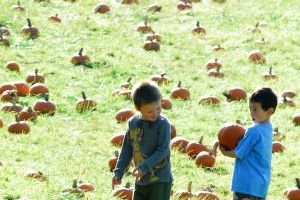 pumpkin patch