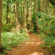 wooded path
